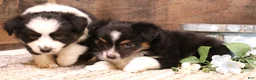 Toy Australian Shepherd dogs for sale: Carrie black-tri Toy Aussie female w/ beautiful white collar & bib - Ad 4