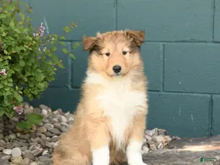 Collie dogs for sale: Molly - Ad 4