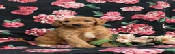 Cavapoo dogs for sale: Adrianna Hypoallergenic - Ad 3