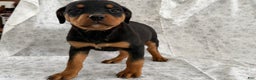 Rottweiler dogs for sale: Wyatt - Ad 3