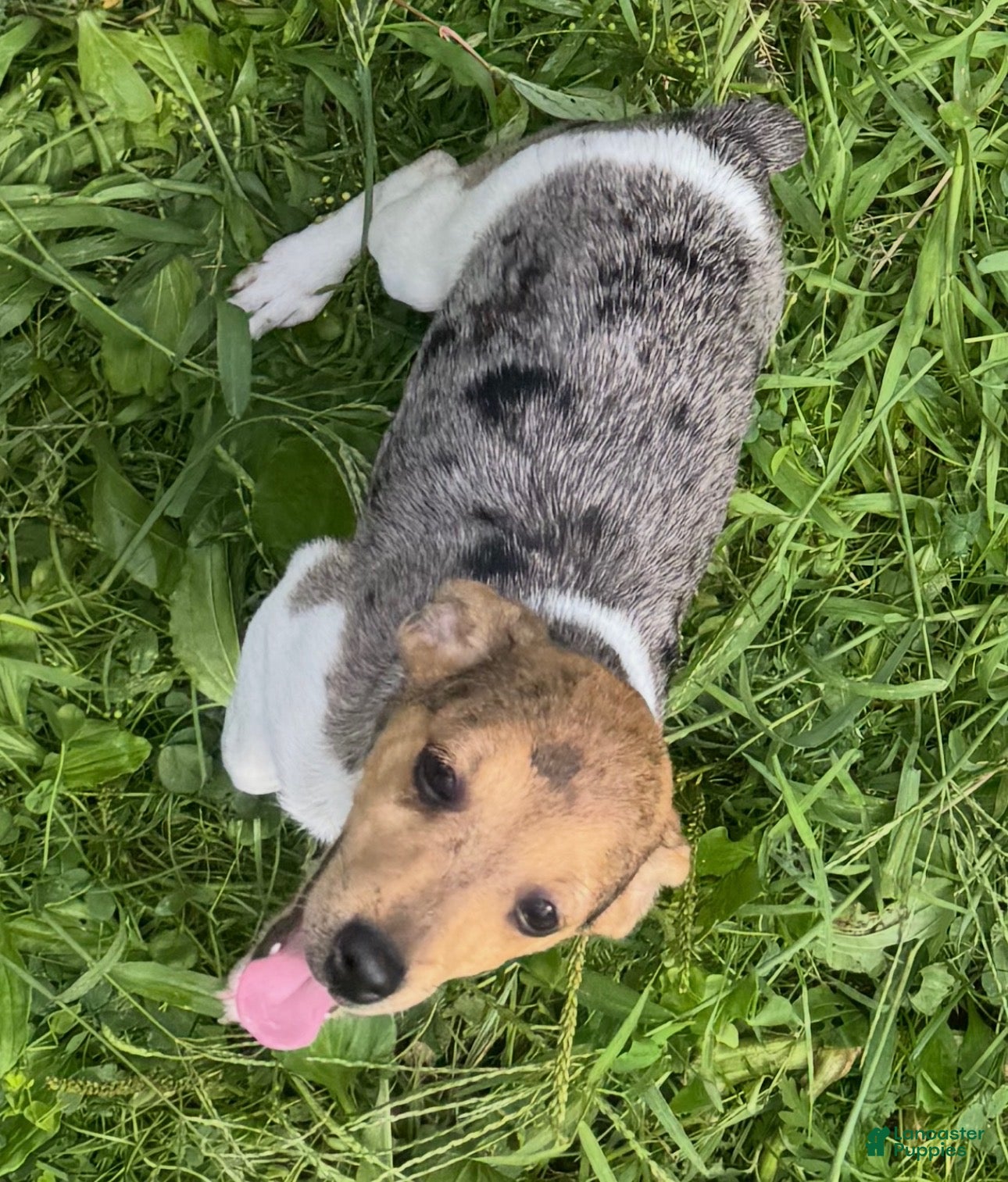 Jack Russell Terrier dogs Mango - Ad 2