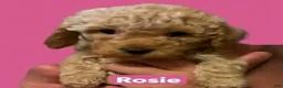 Mini Goldendoodle dogs for sale: Rosie (unofficial name) - Ad 2