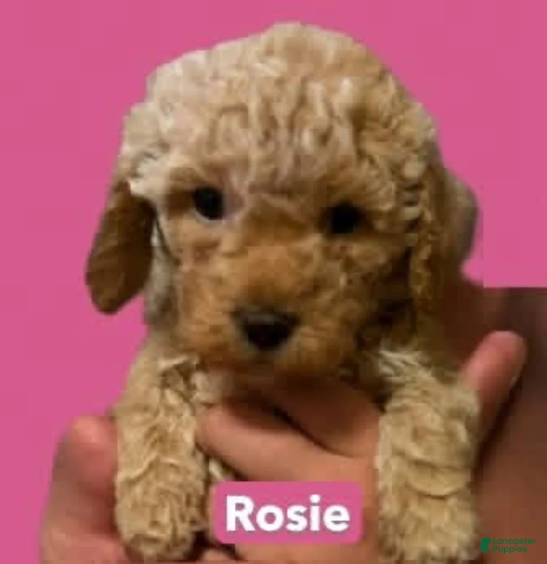 Mini Goldendoodle dogs for sale: Rosie (unofficial name) - Ad 2