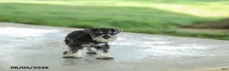 Miniature Schnauzer dogs for sale: Frazer - Ad 4