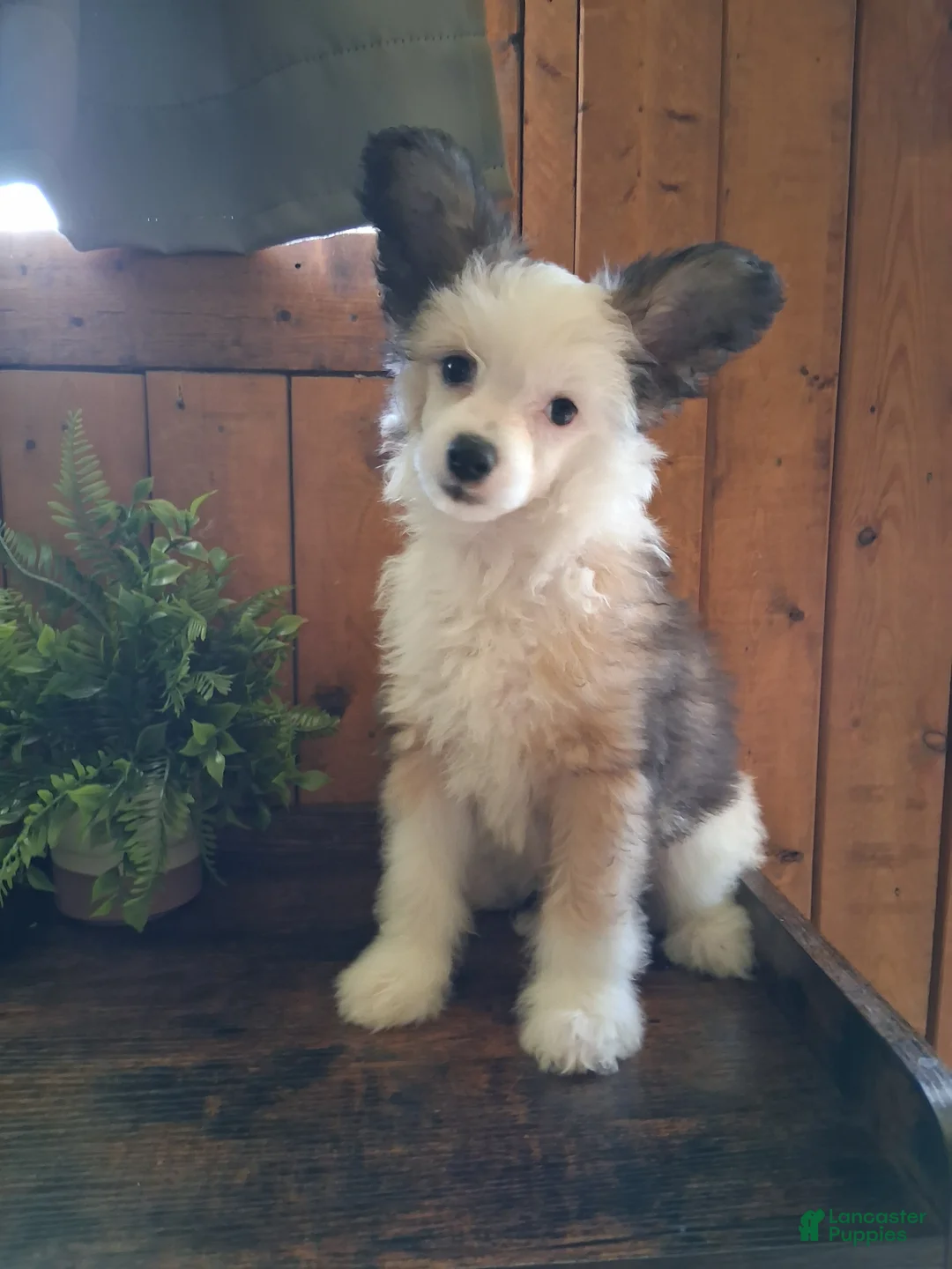 Chinese Crested dogs for sale: Chinese Crested 1 - Ad 2