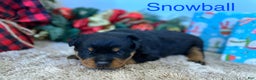 Rottweiler dogs for sale: Snowball - Ad 1