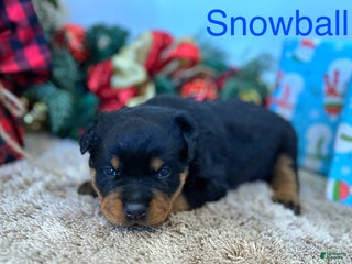 Rottweiler dogs Snowball - Ad 15