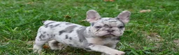 French Bulldog dogs for sale: Roxy - Ad 11