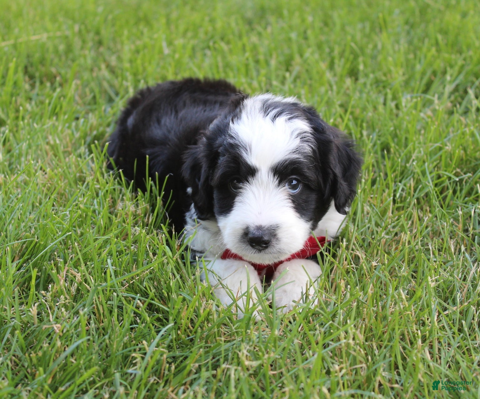 Mini Aussiedoodle dogs for sale: Jasper 💎 - Ad 8