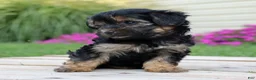 Yorkiepoo dogs for sale: Krissy - Ad 4