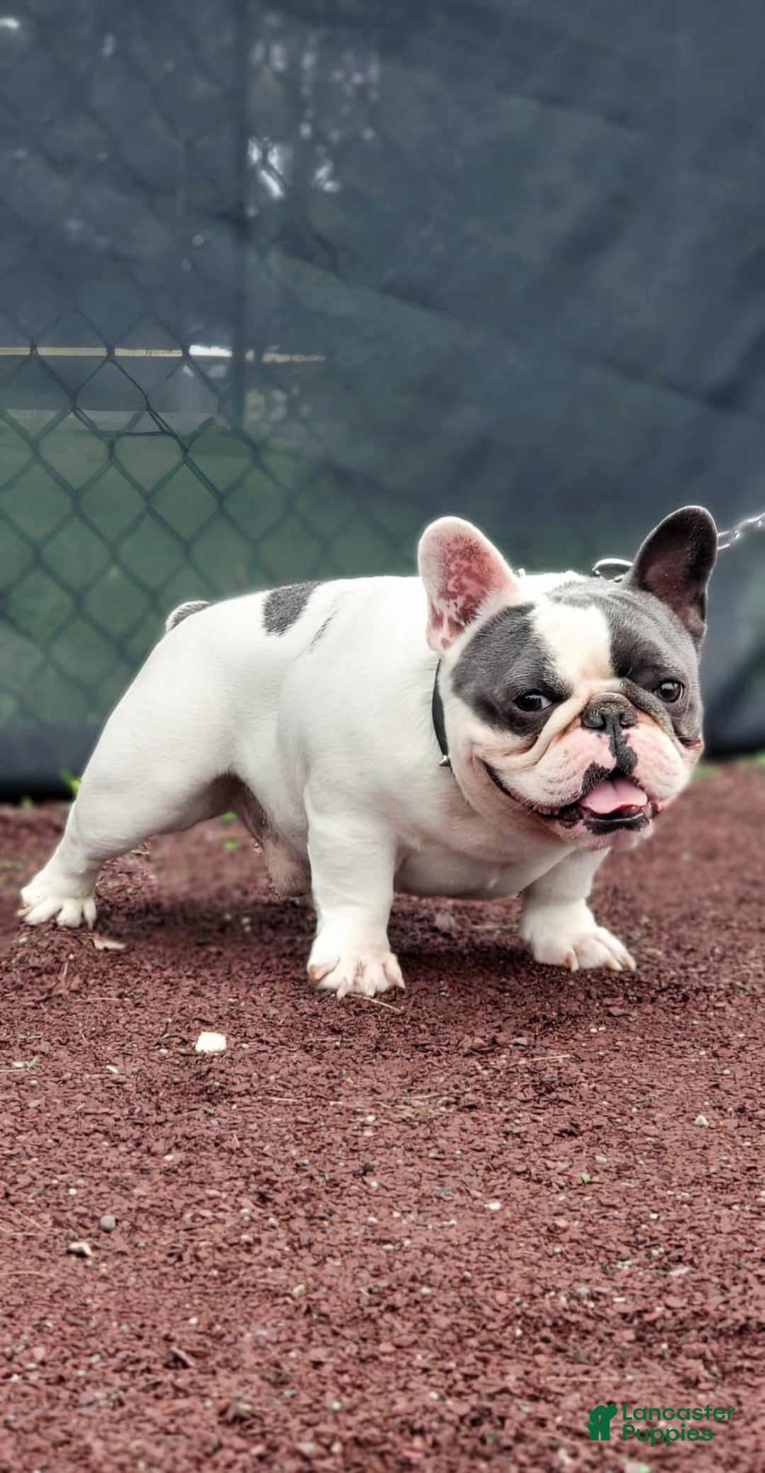 French Bulldog dogs for stud: Blotch (Stud) - Ad 3