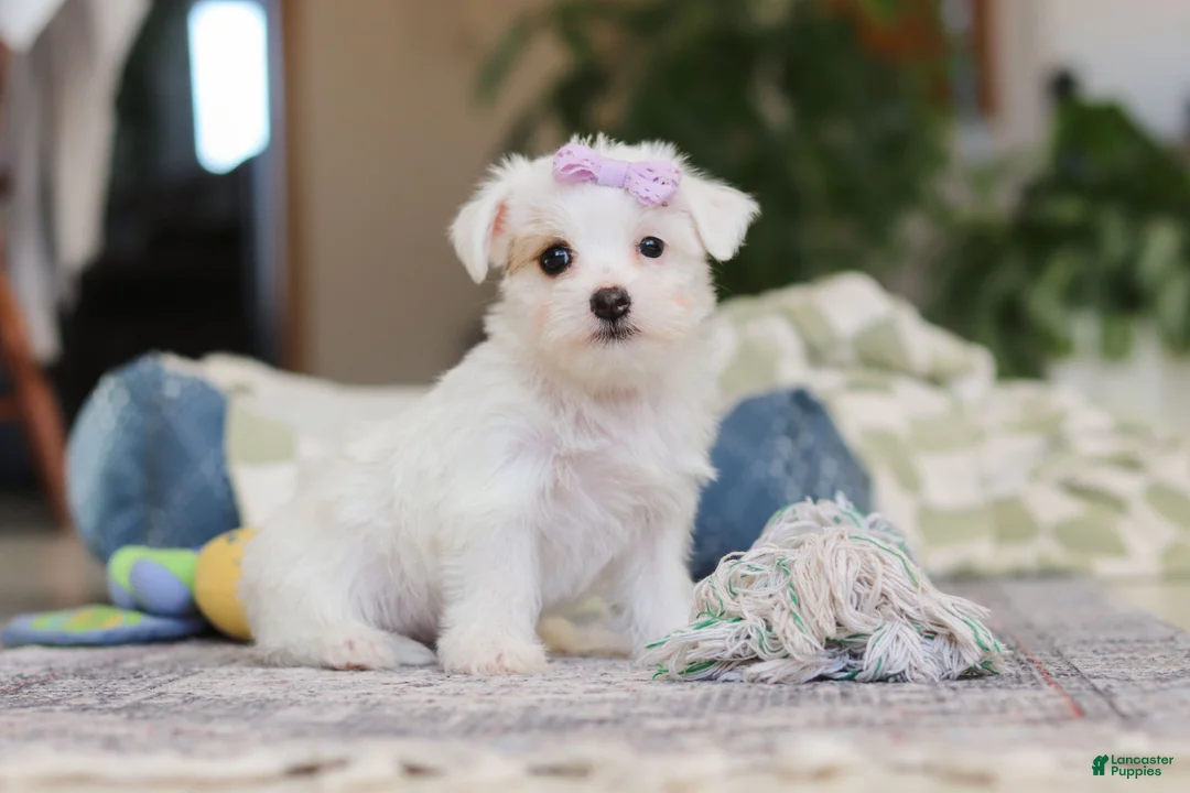 Morkie dogs for sale: Elsa - Ad 2