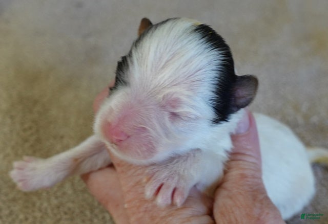 Yorkshire Terrier dogs Zuri exotic parti - Ad 25