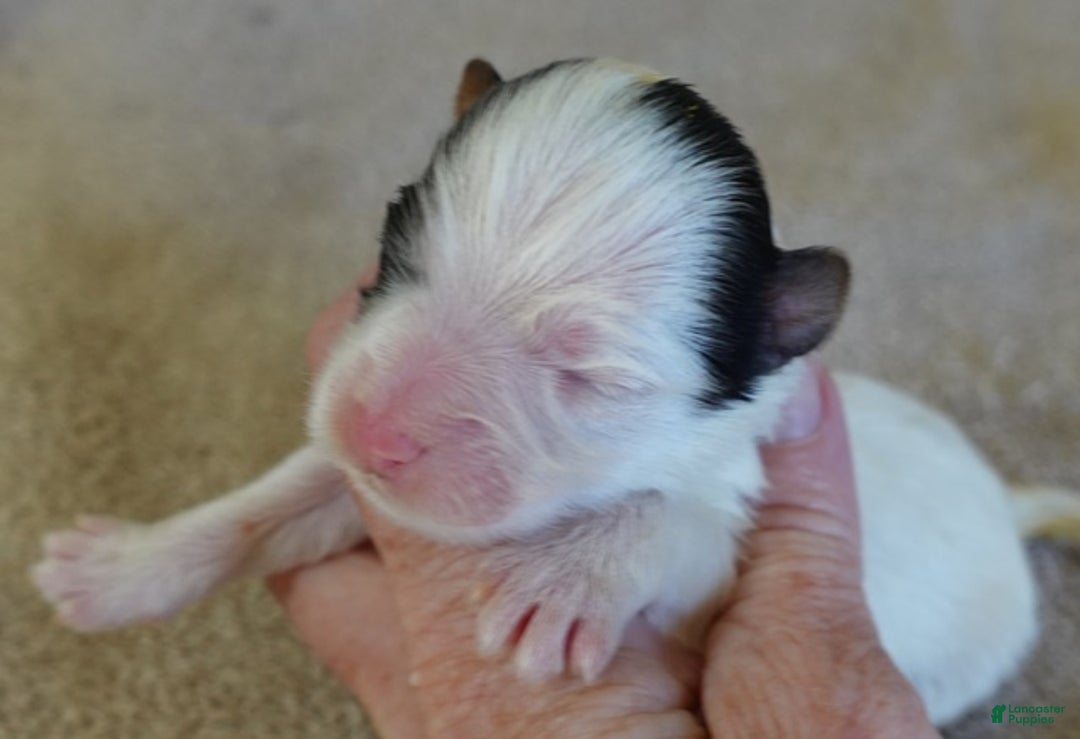 Yorkshire Terrier dogs for sale: Zuri exotic parti - Ad 1