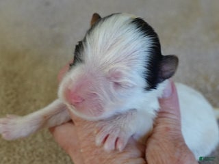 Yorkshire Terrier dogs Zuri exotic parti - Ad 26