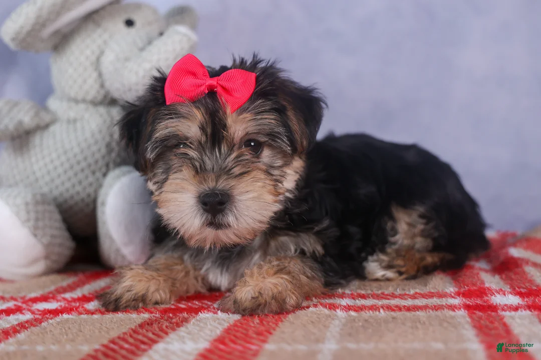 Morkie dogs for sale: Nova - Ad 17