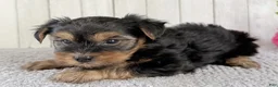 Yorkshire Terrier dogs for sale: Nova - Ad 5