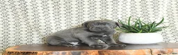 Cane Corso dogs for sale: Kane - Ad 5