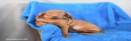 Vizsla dogs for sale: Rocky - Ad 2