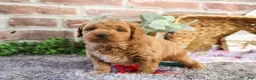 Mini Goldendoodle dogs for sale: Dora - Ad 20