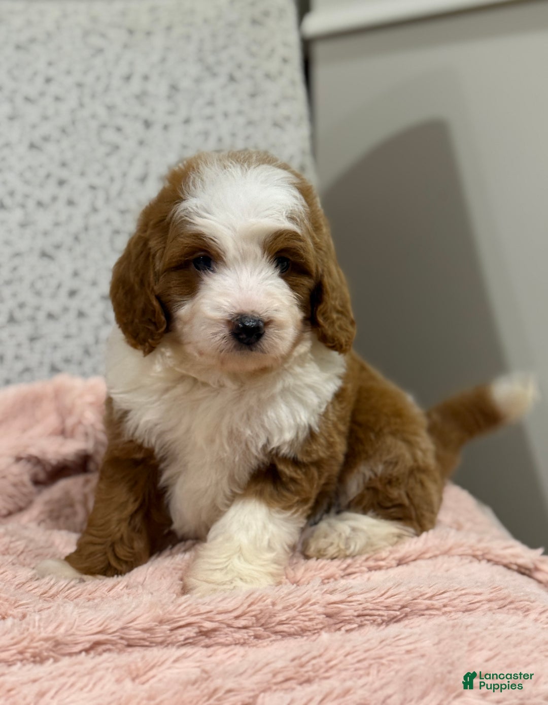 Goldendoodle dogs for sale: Princess - Ad 2