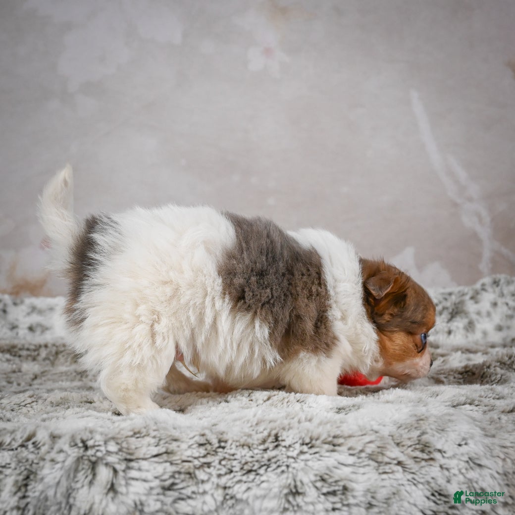 Chihuahua dogs Hunter - Ad 2