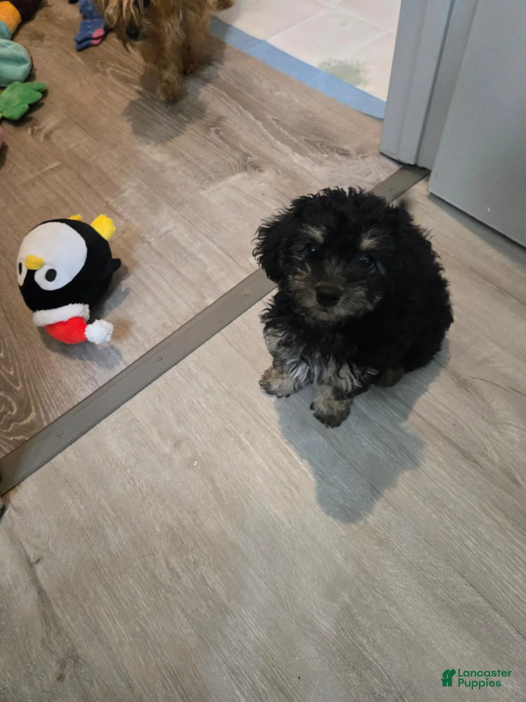 Morkie dogs for sale: Morkie 5 - Ad 2
