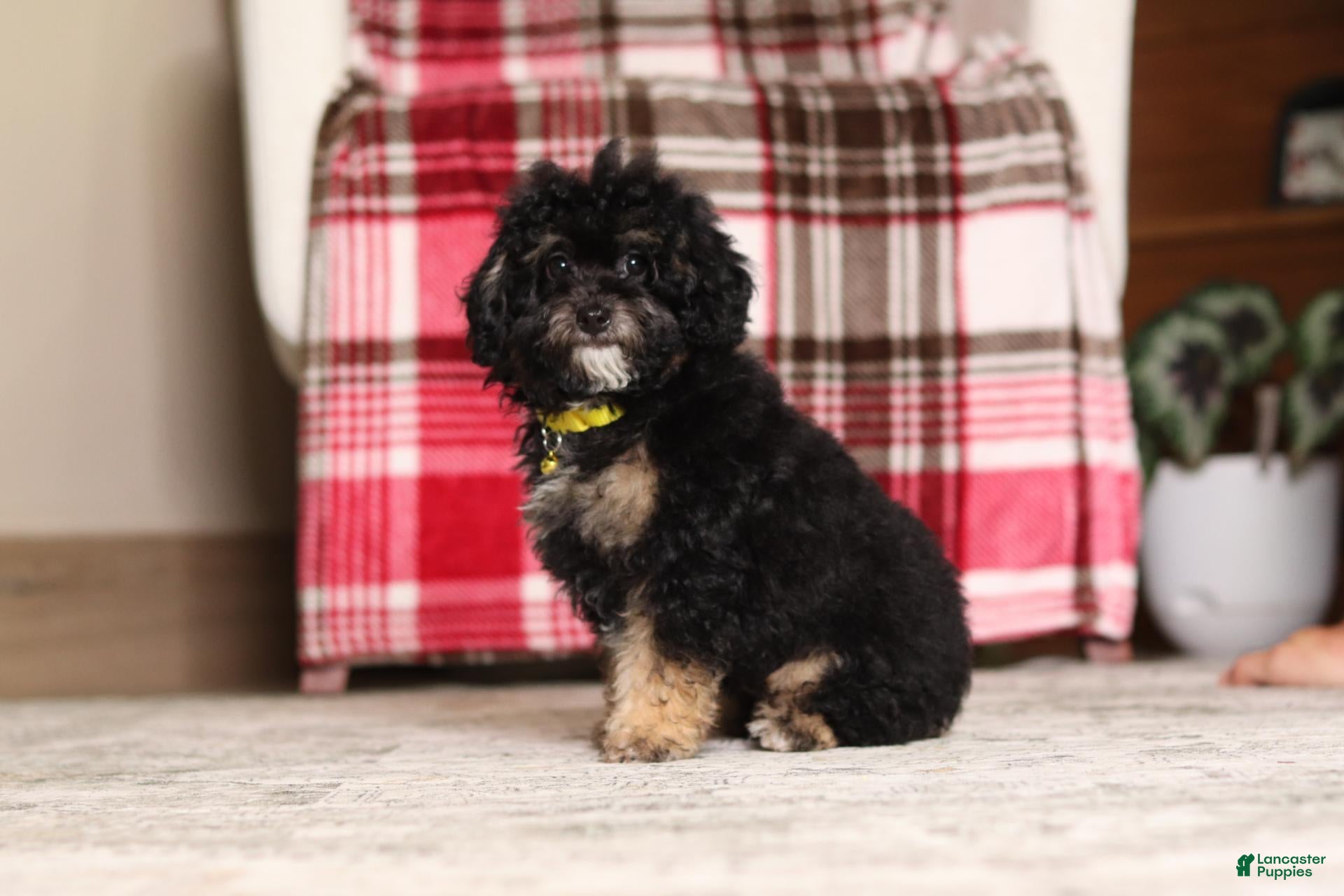 Miniature Poodle dogs Axel - Ad 2