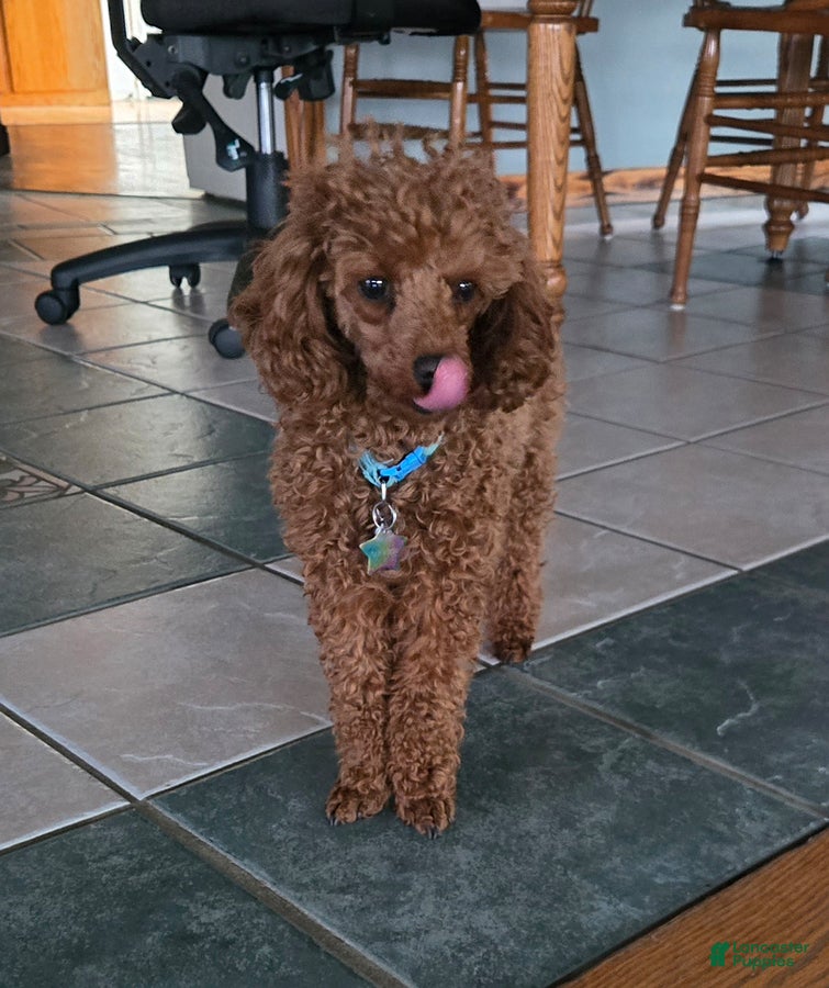 Toy Poodle dogs for sale: Carnation - Ad 2