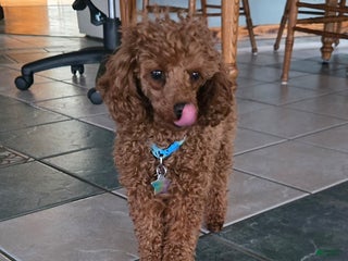 Toy Poodle dogs for sale: Carnation - Ad 2
