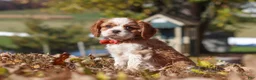 Cavalier King Charles Spaniel dogs for sale: Bingo - Ad 6