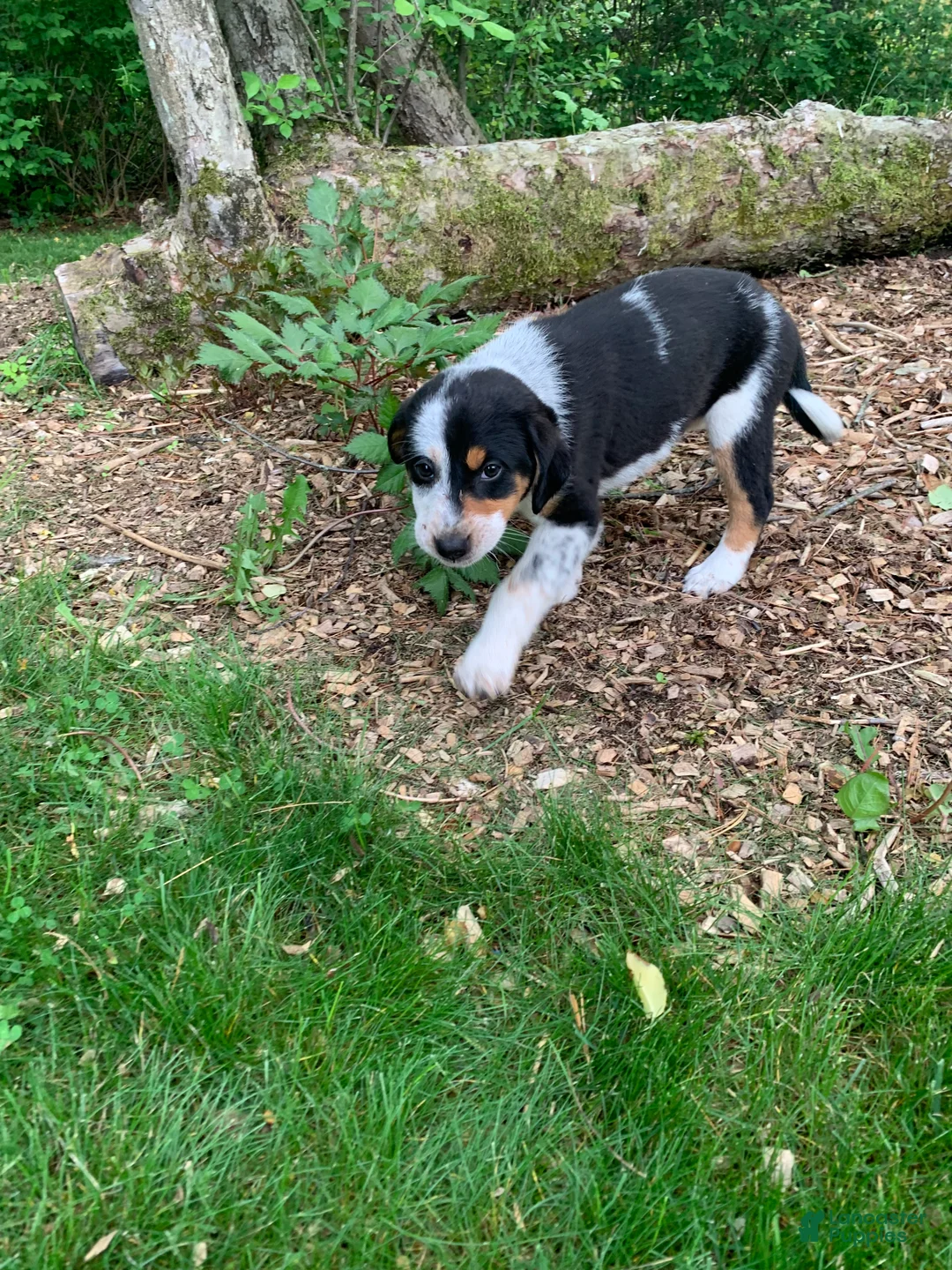 Mixed Breed dogs for sale: Spot - Ad 1