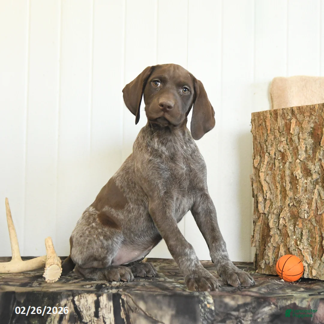 German Shorthaired Pointer dogs for sale: Diamond - Ad 4
