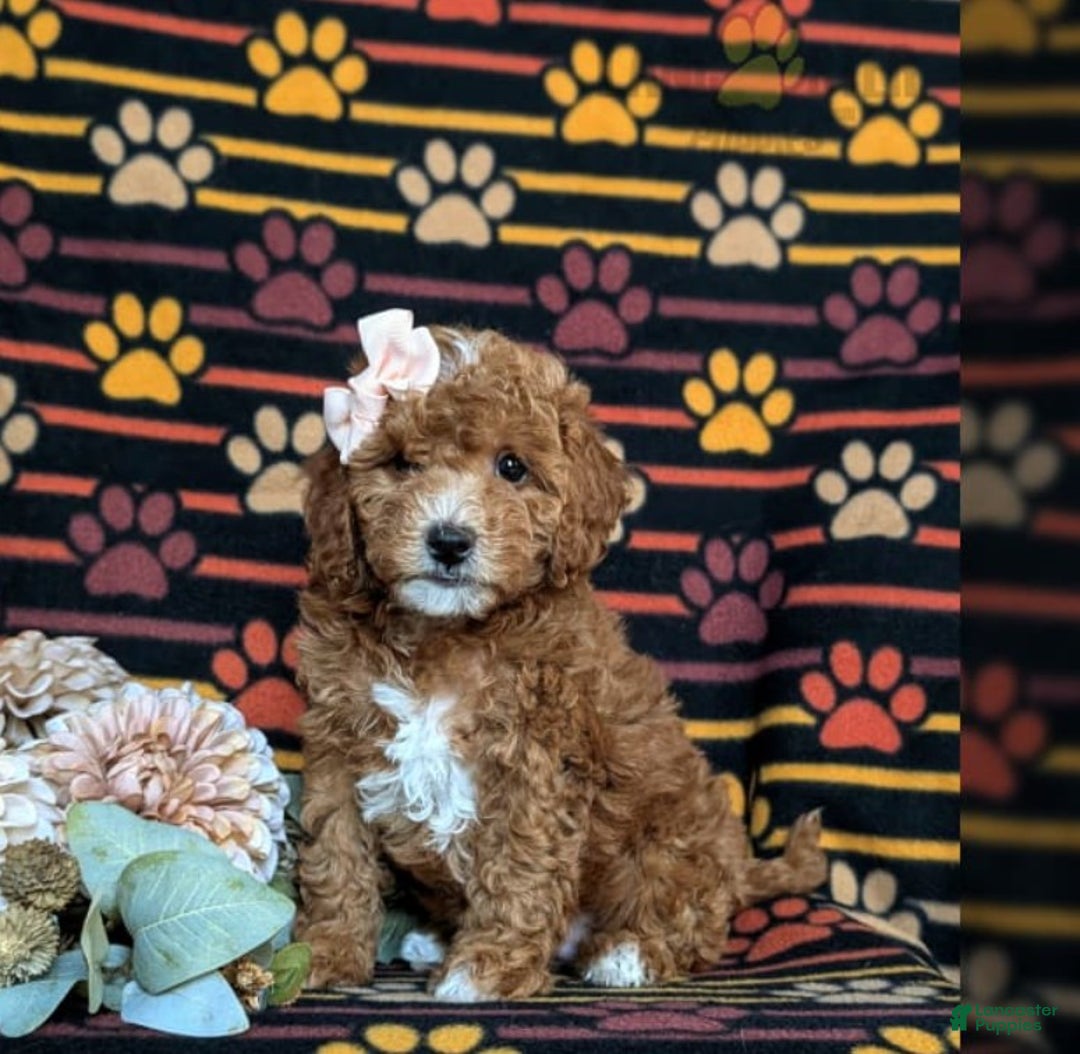Cavapoo dogs for sale: Cavapoo Puppy 1 - Ad 10