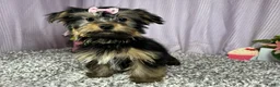 Yorkshire Terrier dogs for sale: Yorkshire Terrier 3 - Ad 2