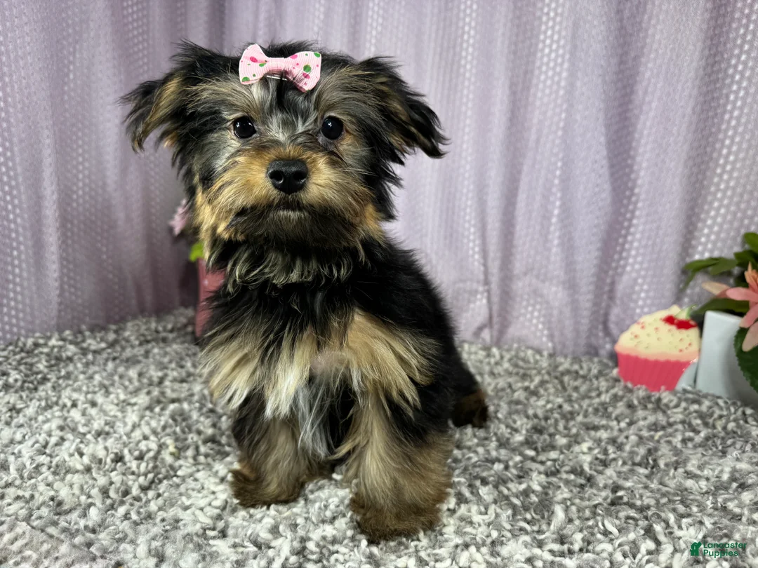 Yorkshire Terrier dogs for sale: Yorkshire Terrier 3 - Ad 2
