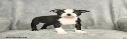 Boston Terrier dogs for sale: Beauty - Ad 1