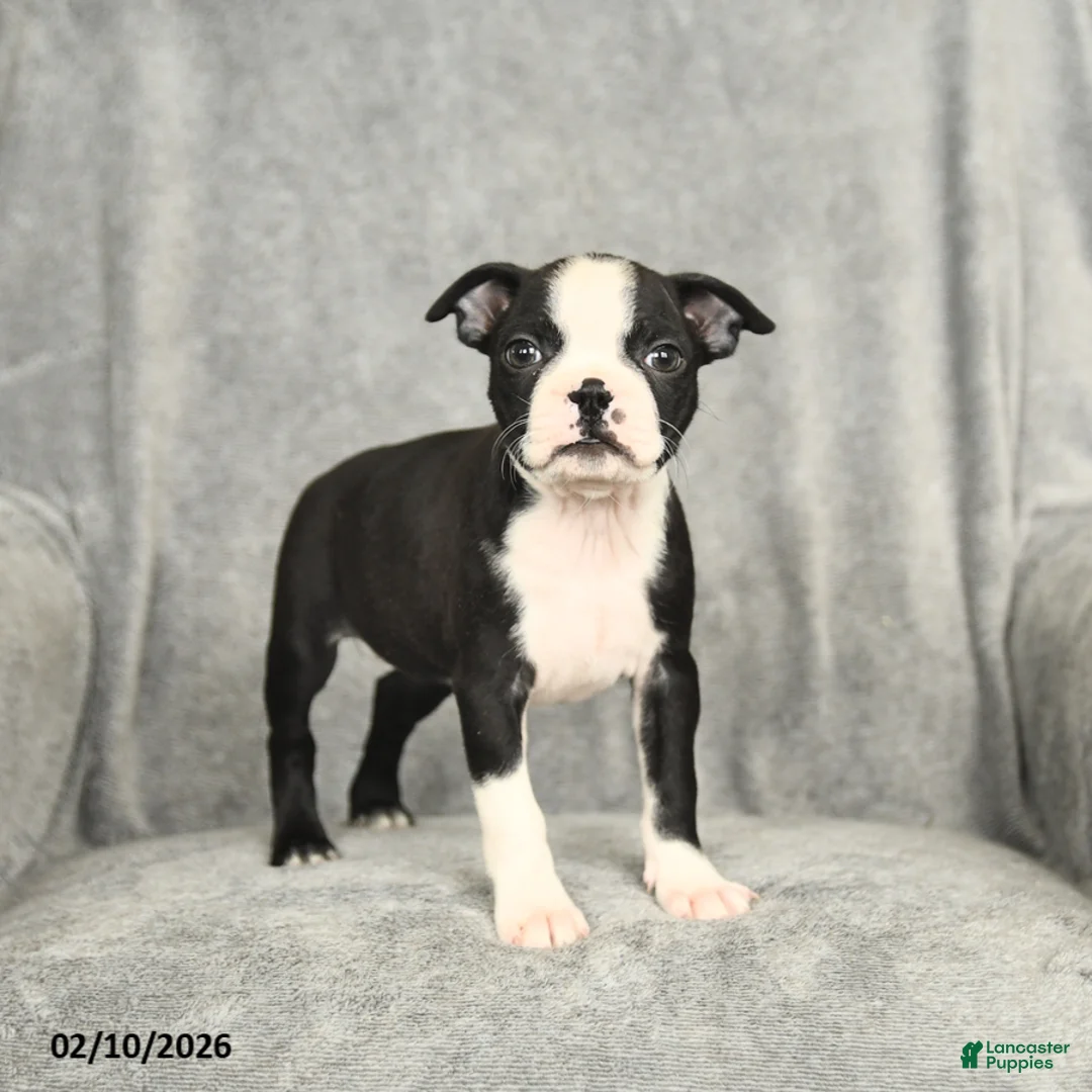 Boston Terrier dogs for sale: Beauty - Ad 1