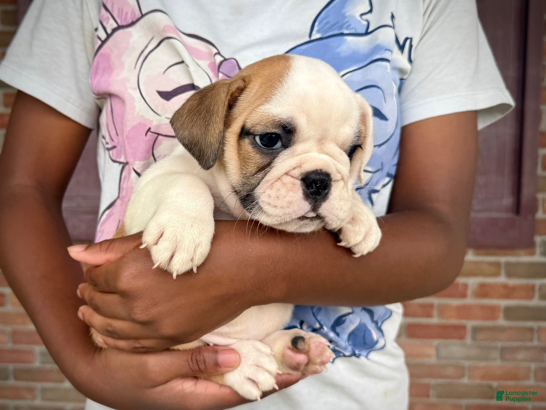 English Bulldog dogs Fiona - Ad 2