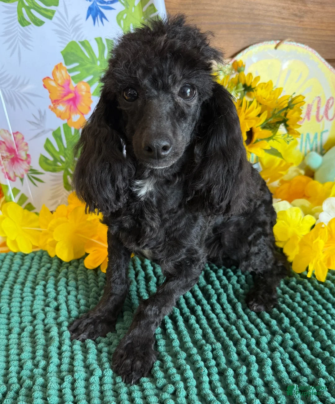 Toy Poodle dogs for sale: Raven - Ad 3