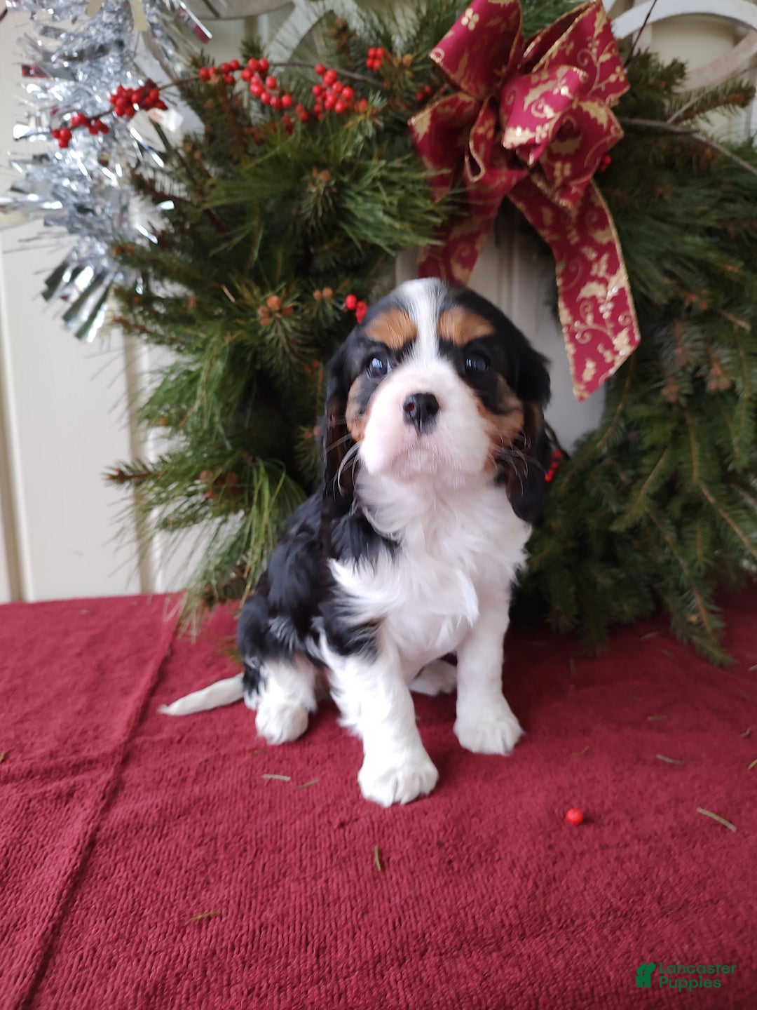 Cavalier King Charles Spaniel dogs for sale: Zoey - Ad 4
