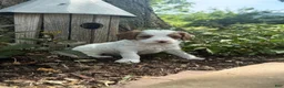 Cavapoo dogs for sale: Casper  - Ad 2