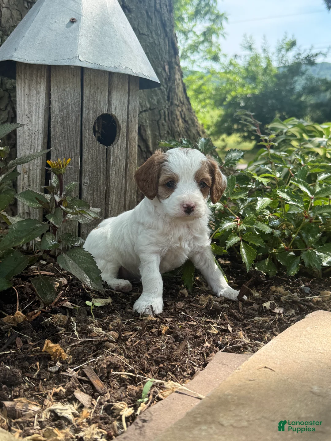 Cavapoo dogs for sale: Casper  - Ad 2