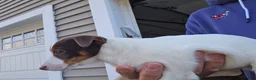 Jack Russell Terrier dogs for sale: Jack Russell Terrier 1 female 1 male - Ad 9