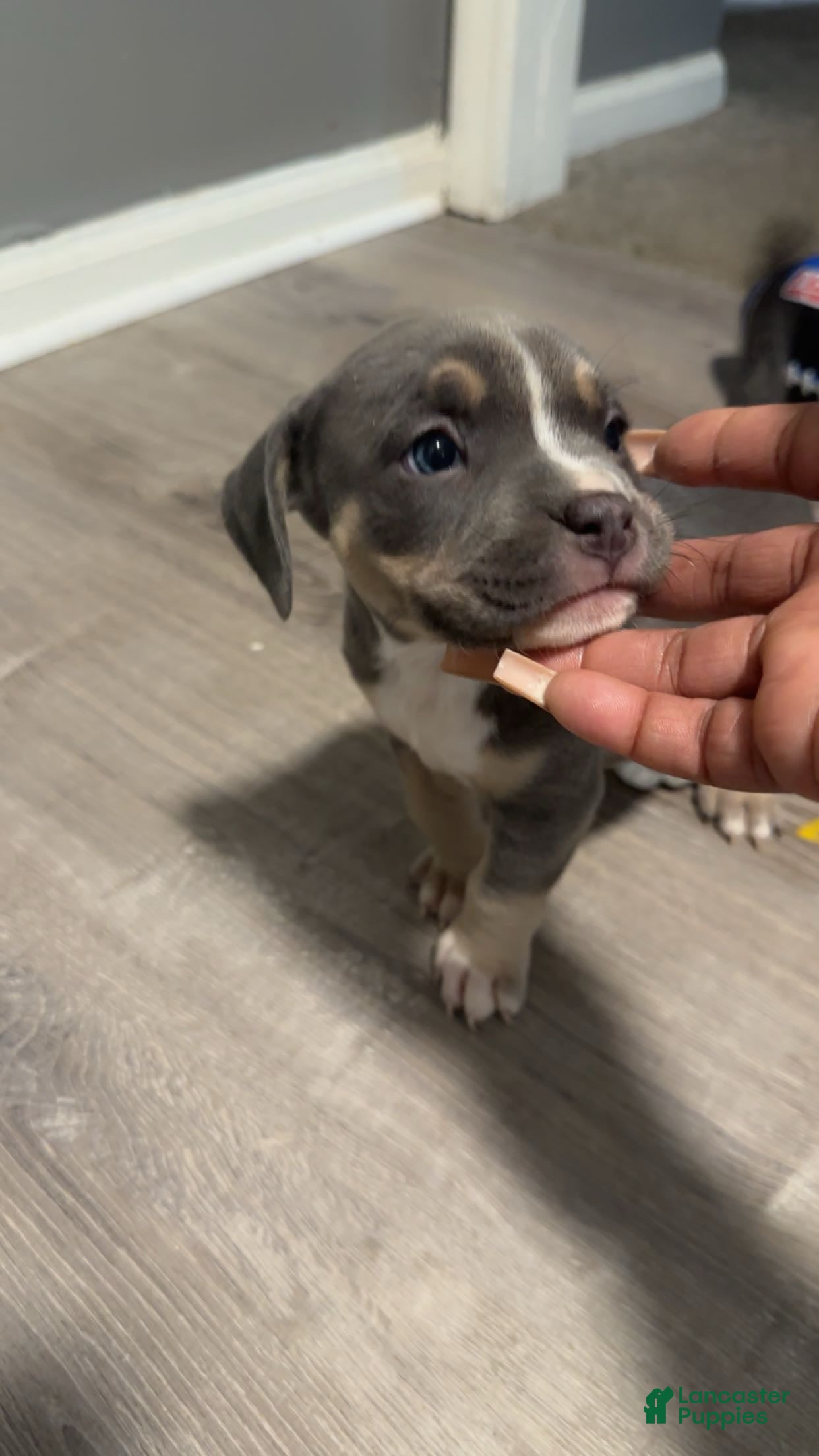 American Bully dogs American Bully Puppy 4 - Ad 41