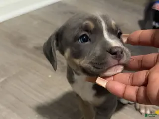 American Bully dogs American Bully Puppy 4 - Ad 41