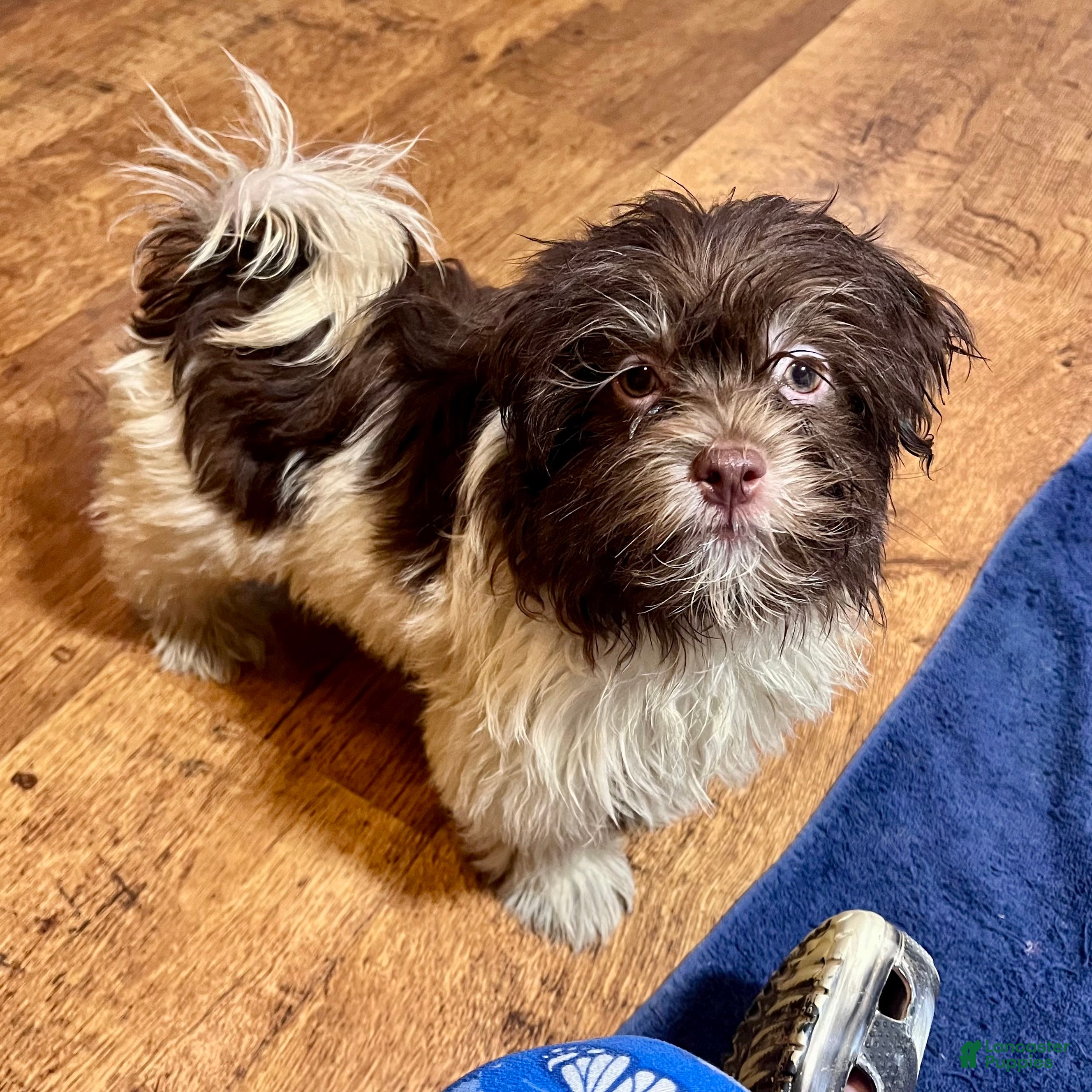 Havanese dogs Theodore new pics - Ad 2