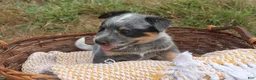 Australian Cattle Dog dogs for sale: Charlie - Ad 4