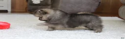 Pomeranian dogs for sale: Logan - Ad 3