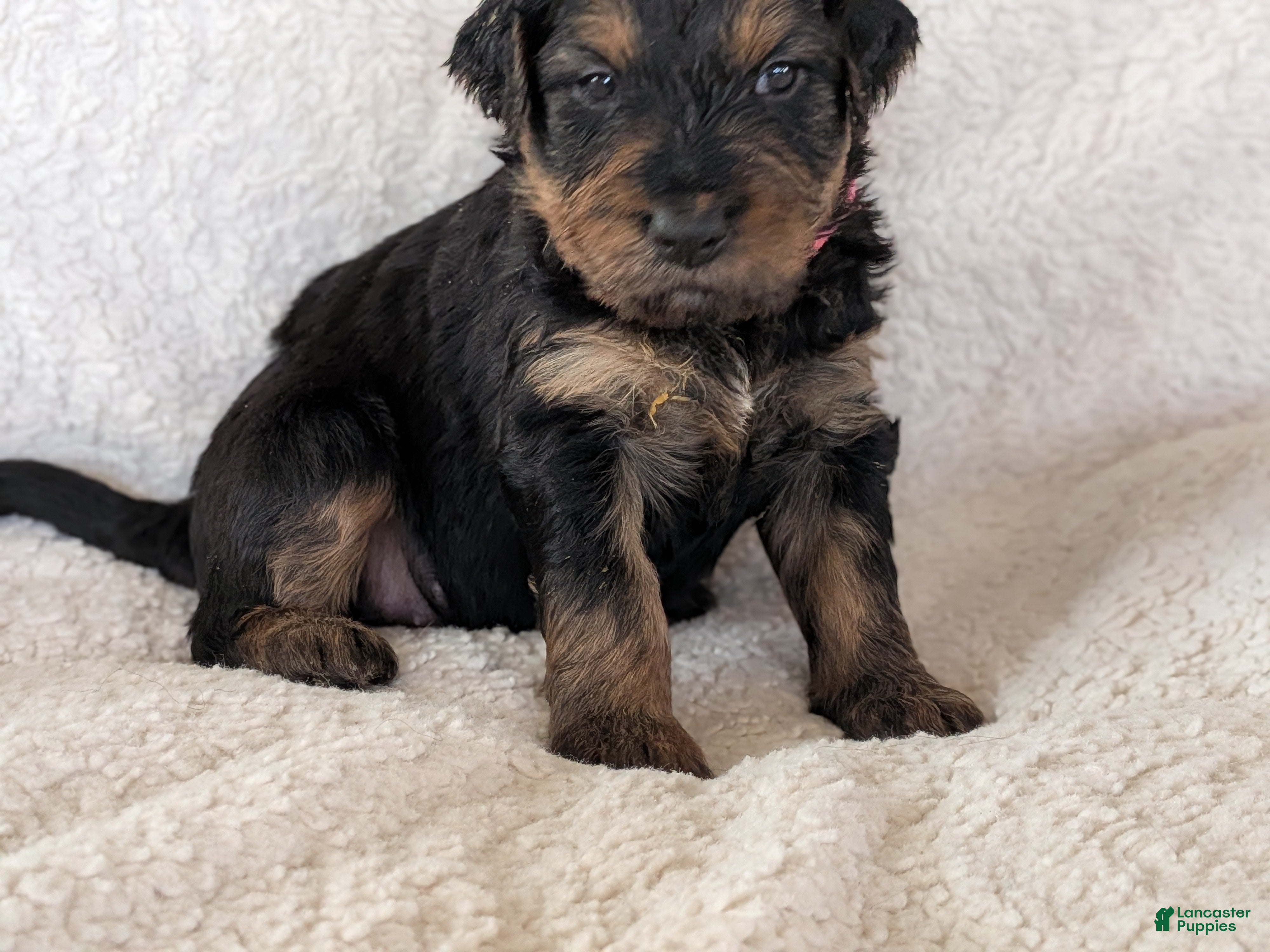 Mixed Breed dogs Winnie  - Ad 30